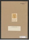 Triceratium modestum Grev. (de-Toni-Nr.: Genus 140, Species 3741) Zeichnungen Sammlung Grunow Nr. 7257 (NHMW-BOT-W0376260)